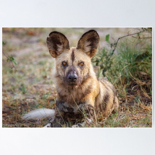 Wild Face of a Dog Poster