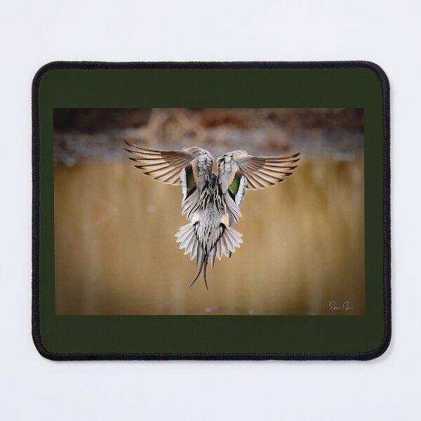 Item preview, Pintail Drake  designed and sold by Shannon Emmel .