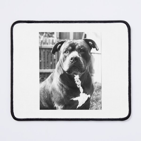 Item preview, American Xl bully designed and sold by Bully shop .