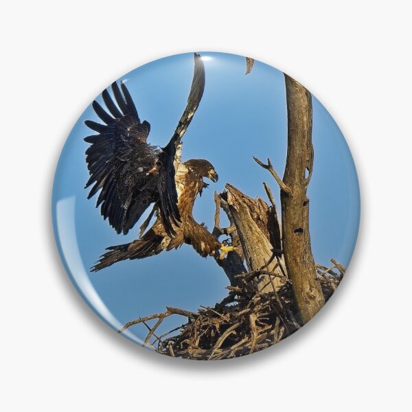 Item preview, Bald Eagle Fledgling Flying, UW Arboretum, Madison, WI designed and sold by StevenRalserPhoto.
