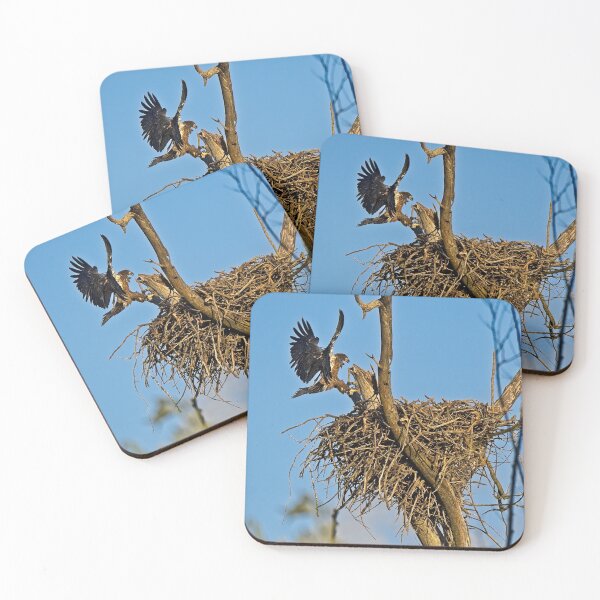 Item preview, Bald Eagle Fledgling Flying, UW Arboretum, Madison, WI designed and sold by StevenRalserPhoto.