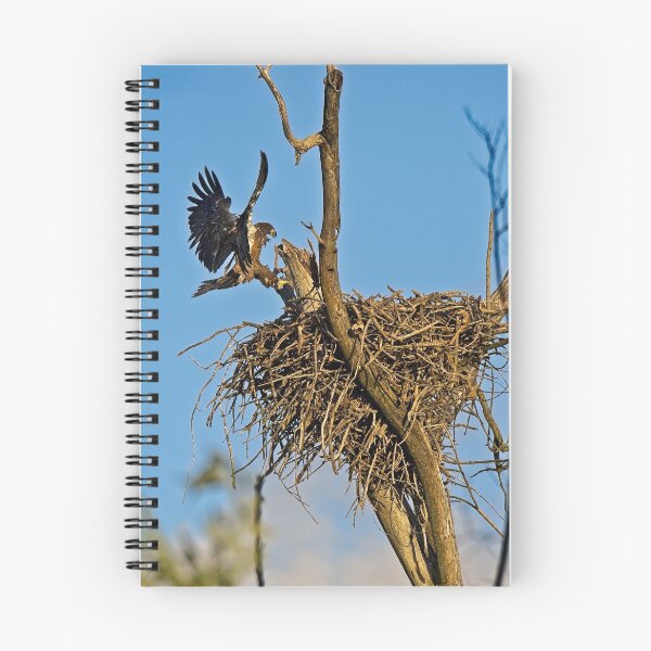 Item preview, Bald Eagle Fledgling Flying, UW Arboretum, Madison, WI designed and sold by StevenRalserPhoto.