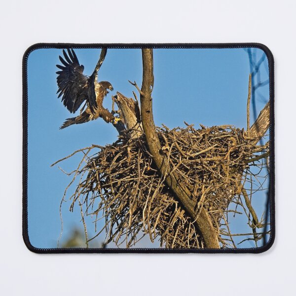Item preview, Bald Eagle Fledgling Flying, UW Arboretum, Madison, WI designed and sold by StevenRalserPhoto.