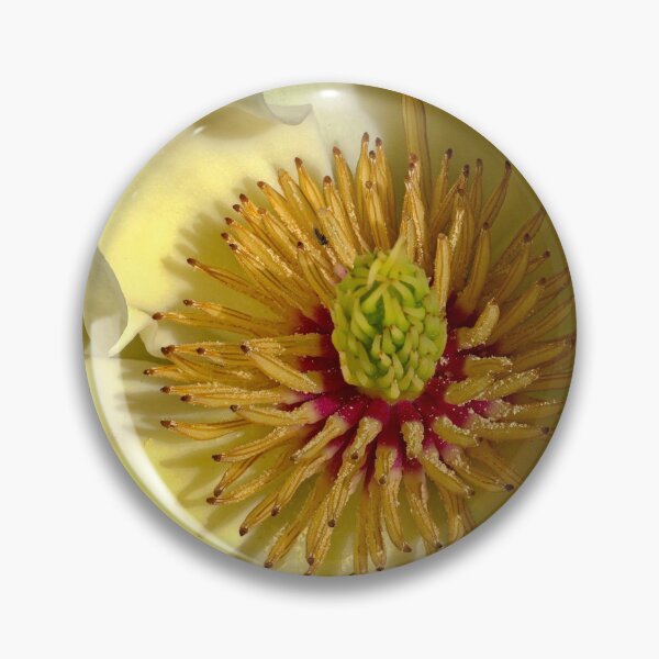 Item preview, Magnolia, UW Arboretum, Madison, WI 2 designed and sold by StevenRalserPhoto.
