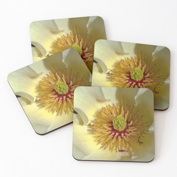 Item preview, Magnolia, UW Arboretum, Madison, WI 2 designed and sold by StevenRalserPhoto.