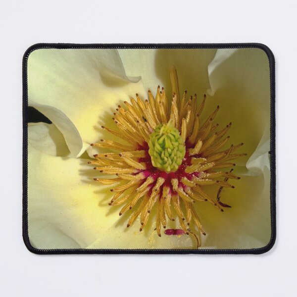 Item preview, Magnolia, UW Arboretum, Madison, WI 2 designed and sold by StevenRalserPhoto.