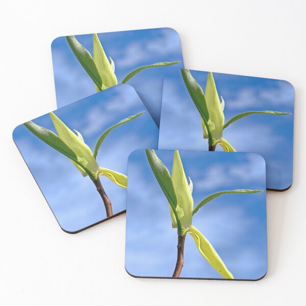 Item preview, Magnolia, UW Arboretum, Madison, WI designed and sold by StevenRalserPhoto.