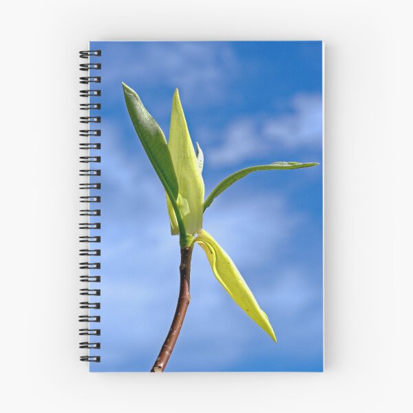 Item preview, Magnolia, UW Arboretum, Madison, WI designed and sold by StevenRalserPhoto.
