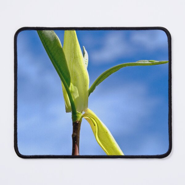 Item preview, Magnolia, UW Arboretum, Madison, WI designed and sold by StevenRalserPhoto.