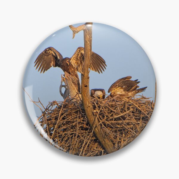 Item preview, Bald Eagles on Nest, UW Arboretum, Madison, WI 4 designed and sold by StevenRalserPhoto.