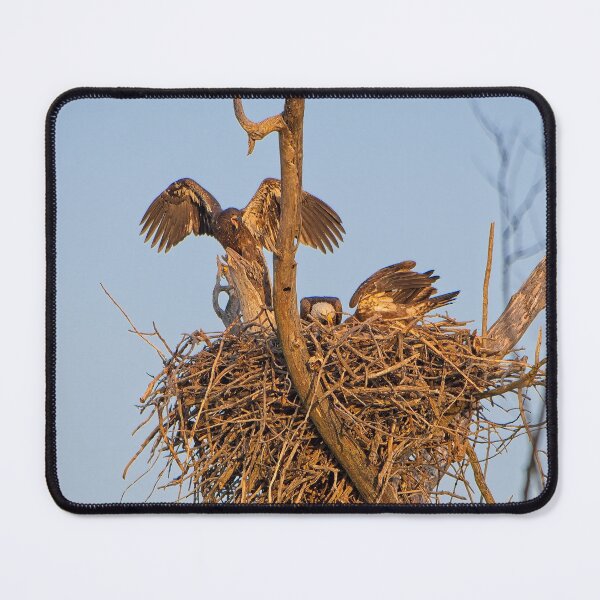 Item preview, Bald Eagles on Nest, UW Arboretum, Madison, WI 4 designed and sold by StevenRalserPhoto.