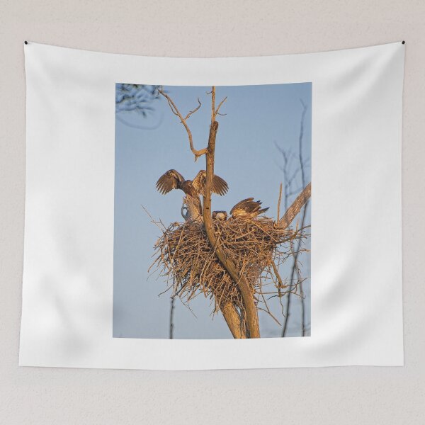 Item preview, Bald Eagles on Nest, UW Arboretum, Madison, WI 4 designed and sold by StevenRalserPhoto.