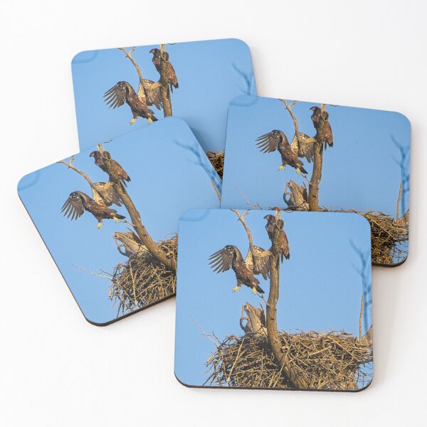 Item preview, Bald Eagles on Nest, UW Arboretum, Madison, WI 3 designed and sold by StevenRalserPhoto.