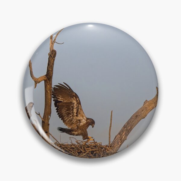 Item preview, Bald Eagles on Nest, UW Arboretum, Madison, WI 2 designed and sold by StevenRalserPhoto.