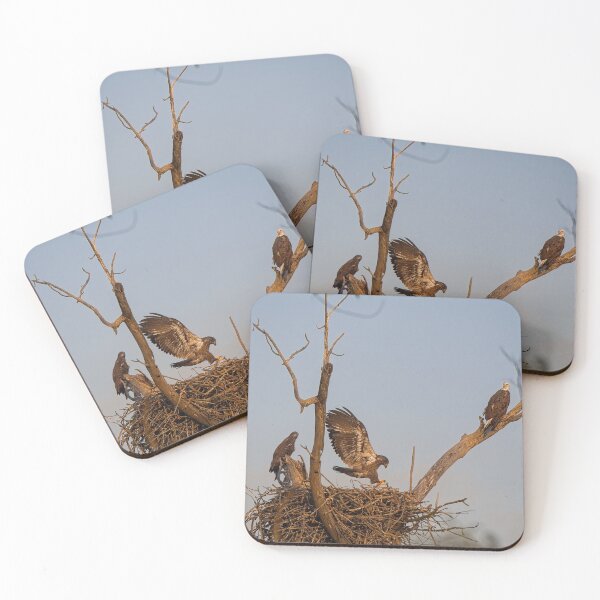 Item preview, Bald Eagles on Nest, UW Arboretum, Madison, WI 2 designed and sold by StevenRalserPhoto.