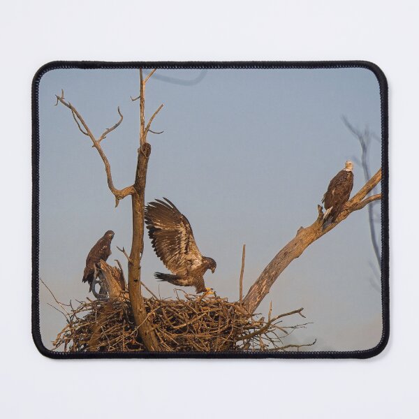 Item preview, Bald Eagles on Nest, UW Arboretum, Madison, WI 2 designed and sold by StevenRalserPhoto.