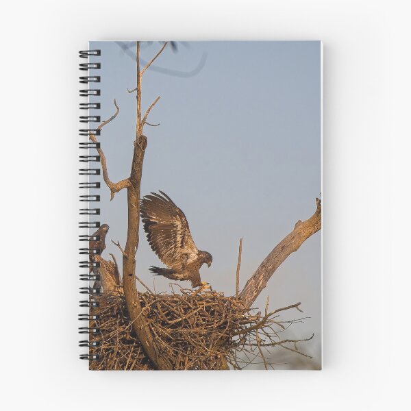 Item preview, Bald Eagles on Nest, UW Arboretum, Madison, WI 2 designed and sold by StevenRalserPhoto.