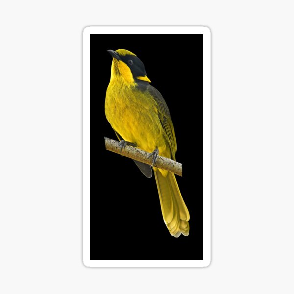 Helmeted Honeyeater 2 Sticker