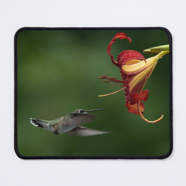 Item preview, Hummingbird and Daylily getting friendly designed and sold by Roxane Bay.
