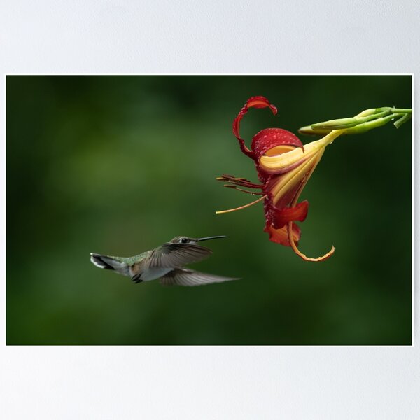 Item preview, Hummingbird and Daylily getting friendly designed and sold by Roxane Bay.