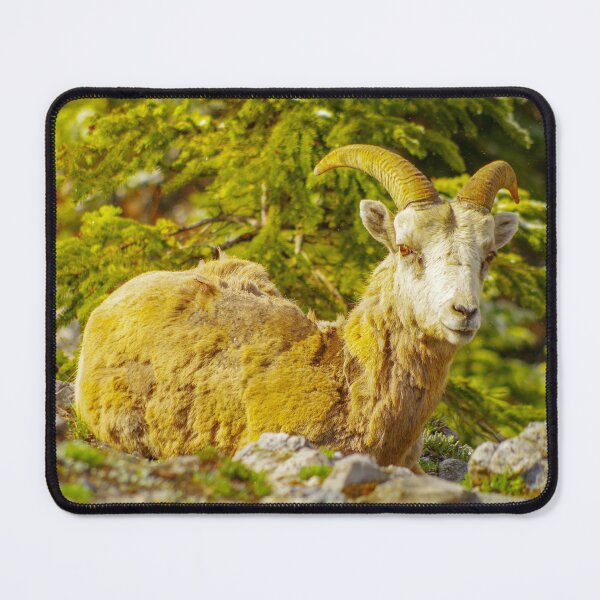 Item preview, bighorn sheep designed and sold by mparnisari.