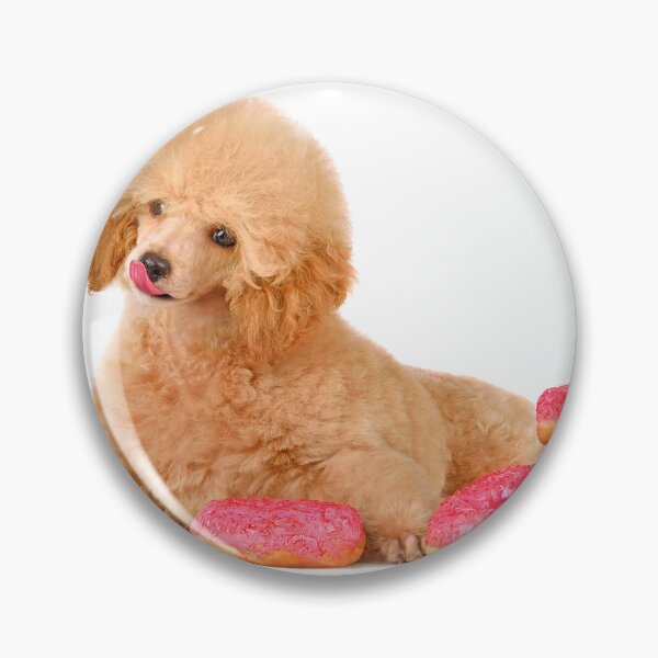 Item preview, Studio shot of beautiful apricot small poodle puppy designed and sold by eAlisa.