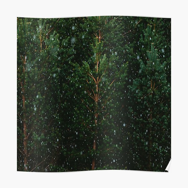 Neige sur les arbres Poster