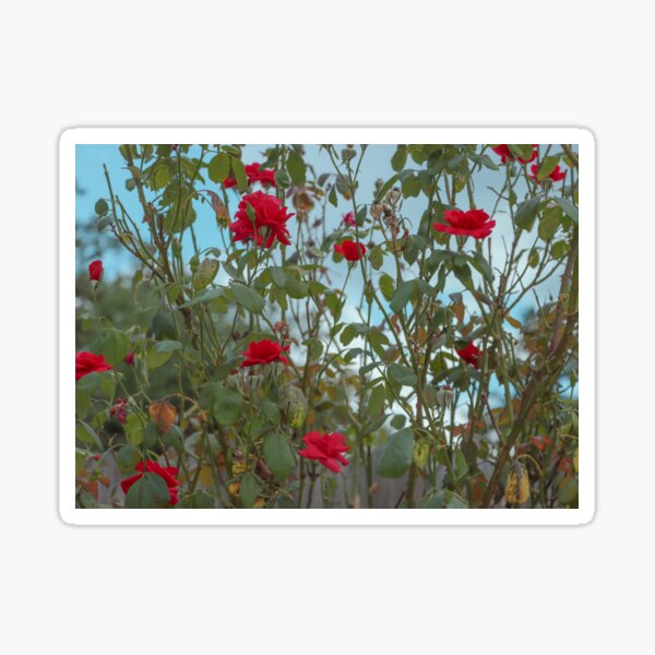 Item preview, Rose bush 1 designed and sold by Teaganjaemedia.