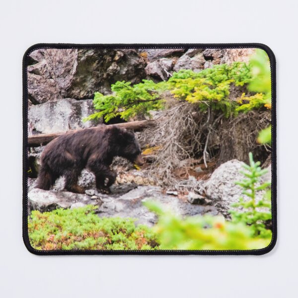 Item preview, Black Bear 3 designed and sold by KrystalHPhotos.