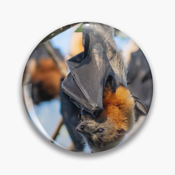 Item preview, A Grey Headed Flying Fox Hanging from a Tree designed and sold by beckyjaynephoto.
