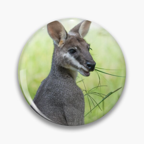 Item preview, An Australian Swamp Wallaby Close-Up designed and sold by beckyjaynephoto.