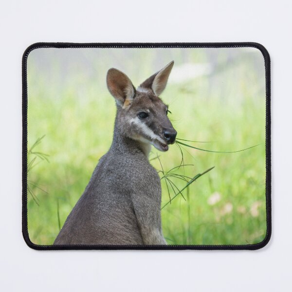 Item preview, An Australian Swamp Wallaby Close-Up designed and sold by beckyjaynephoto.