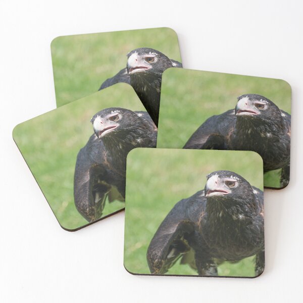 Item preview, An Australian Wedge Tailed Eagle designed and sold by beckyjaynephoto.