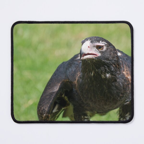 Item preview, An Australian Wedge Tailed Eagle designed and sold by beckyjaynephoto.