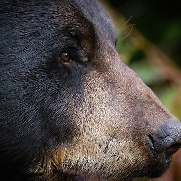 Artwork thumbnail, Black Bear by Shannon Emmel