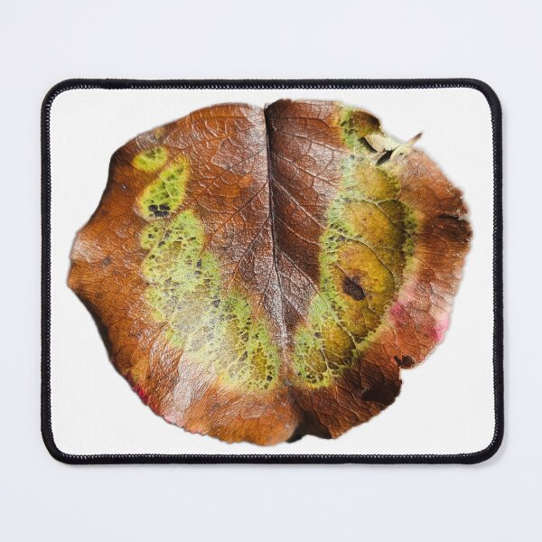 Item preview, Tulip Poplar Leaf designed and sold by LoveGraceValor.