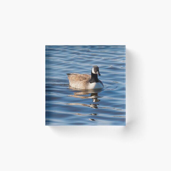 Item preview, Canadian Geese  Branta canadensis designed and sold by Dorset Girl.