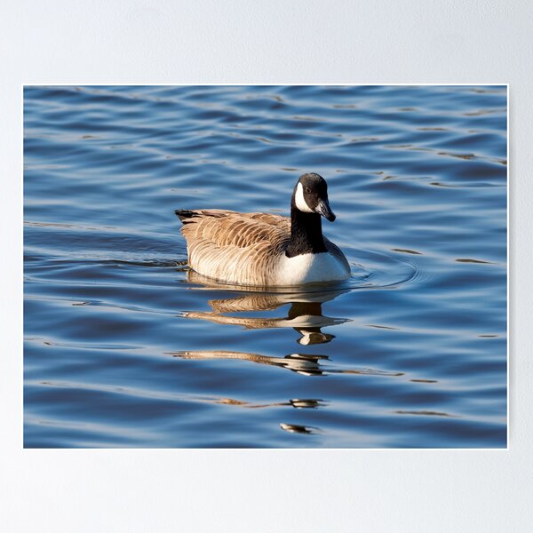 Item preview, Canadian Geese  Branta canadensis designed and sold by Dorset Girl.
