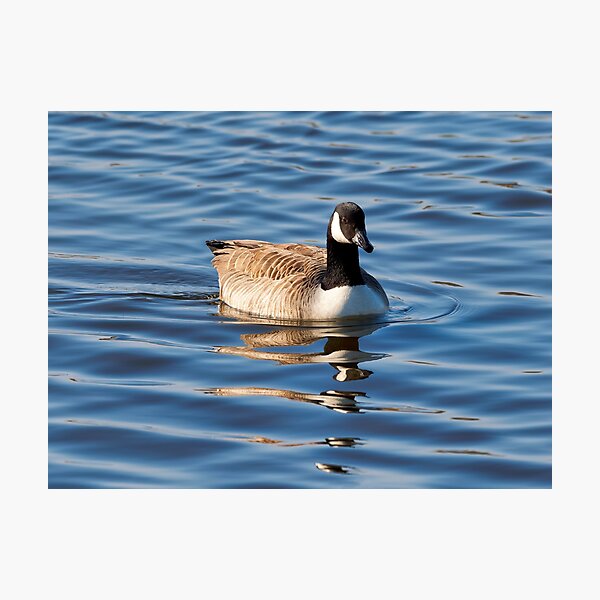 Artikelvorschau, Kanadische Gänse Branta canadensis entworfen und verkauft von Dorset Girl.