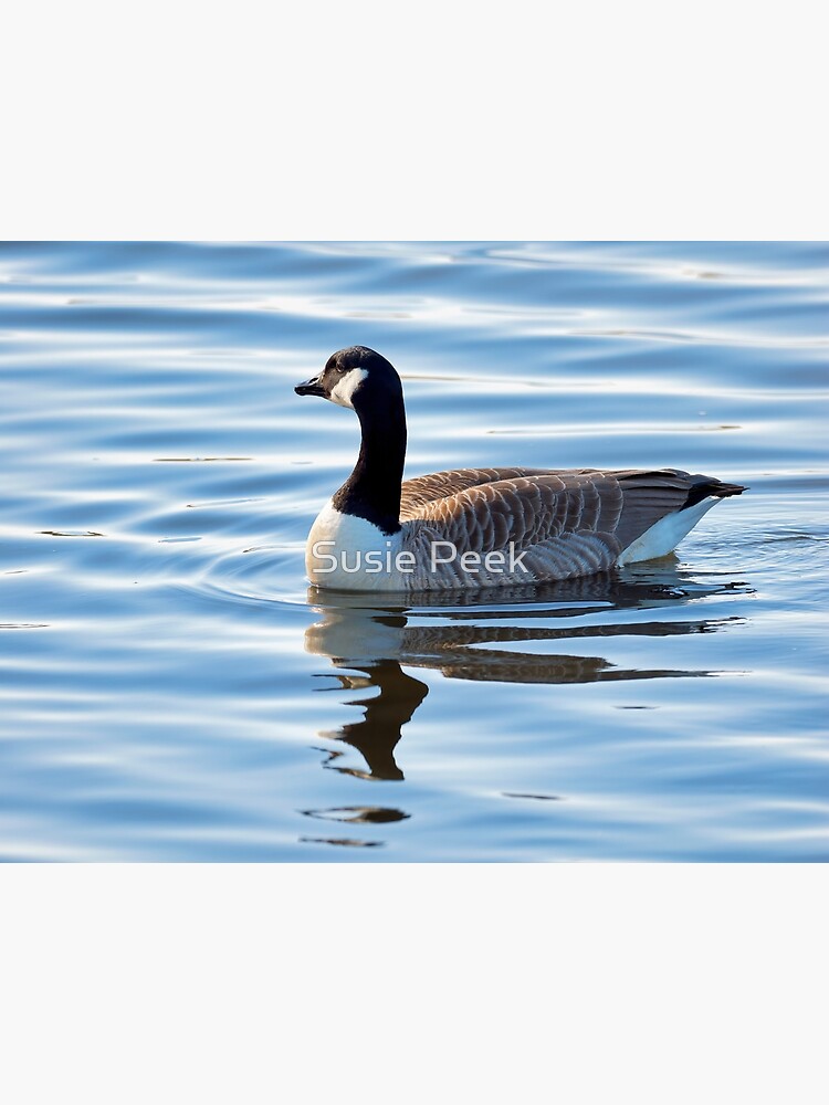 Canadian Geese Branta canadensis
