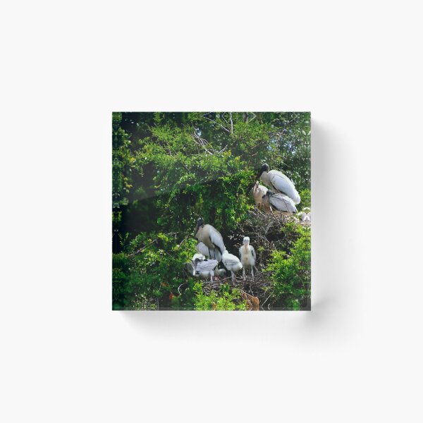 Item preview, Wood Stork Rookery  designed and sold by MercerImages.