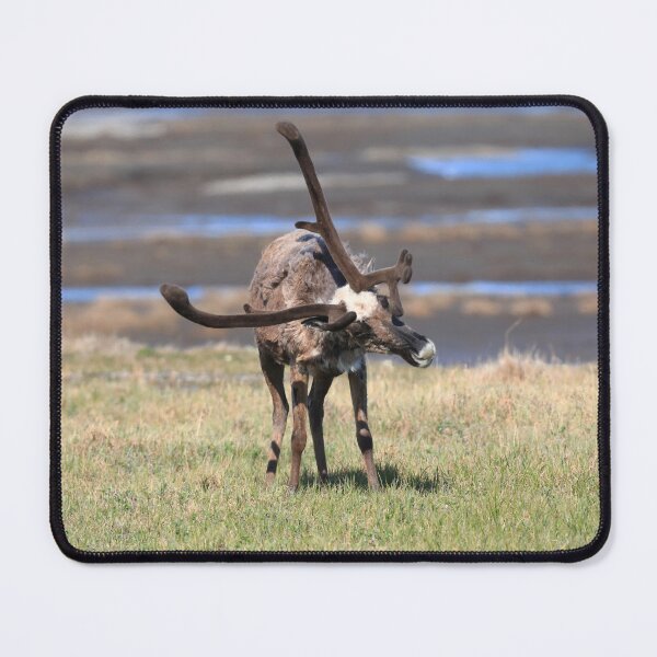 Item preview, Reindeer in Deadhorse camp designed and sold by zumi.