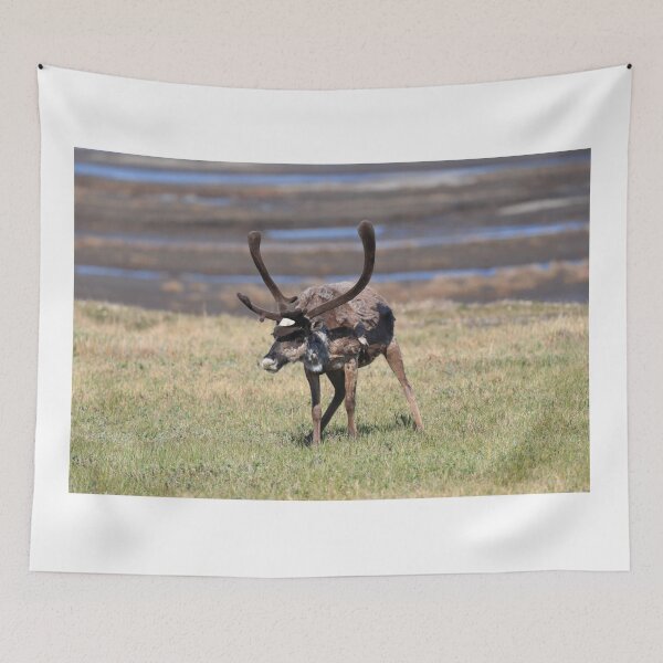 Item preview, Reindeer in Deadhorse camp II designed and sold by zumi.