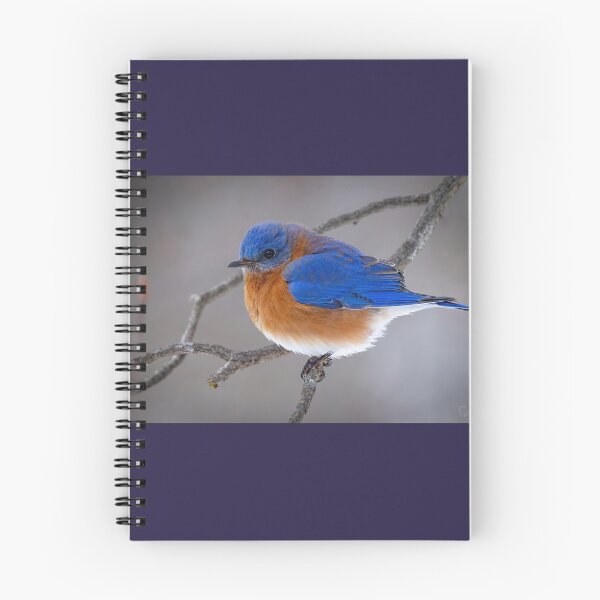 Item preview, Eastern Blue Bird  designed and sold by Shannon Emmel .