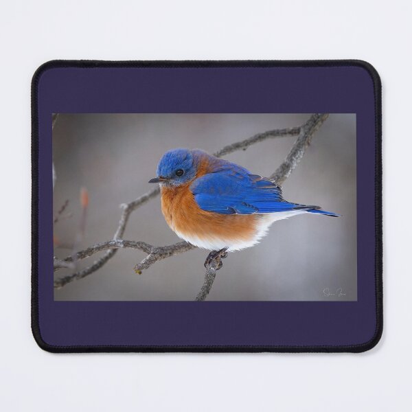 Item preview, Eastern Blue Bird  designed and sold by Shannon Emmel .