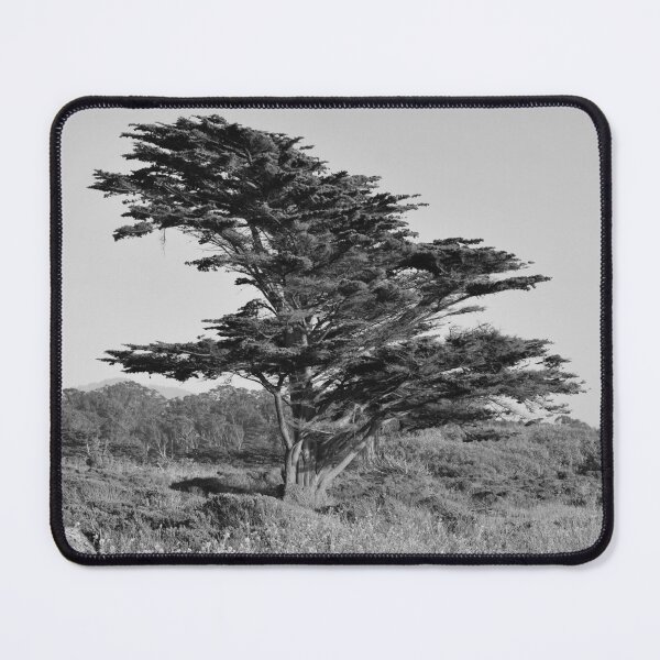 Item preview, Redwood Tree in Half Moon Bay, Grayscale designed and sold by Igor Pozdnyakov.