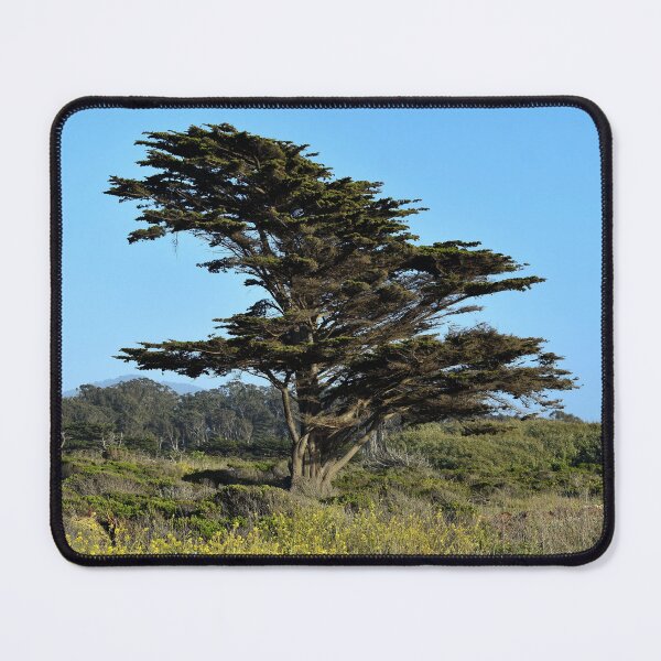 Item preview, Redwood Tree in Half Moon Bay, California designed and sold by Igor Pozdnyakov.