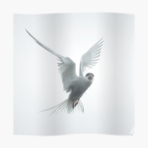 Sterne Arctique Poster