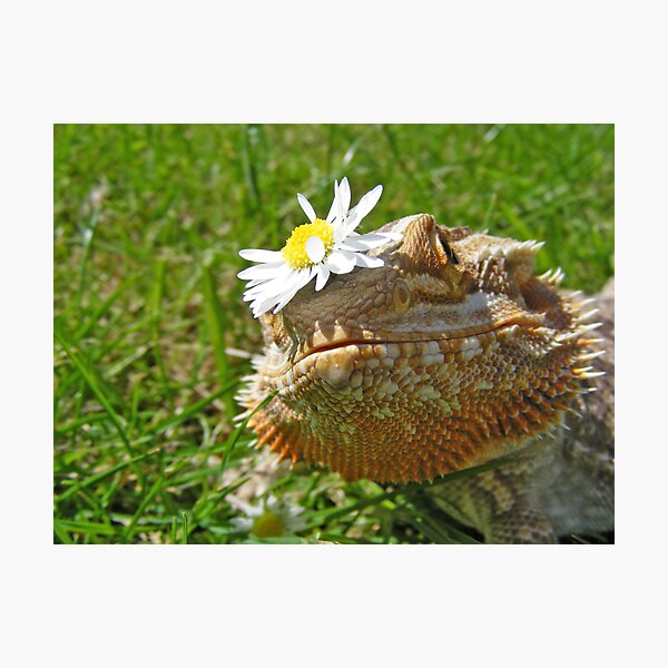 do i have something on my head? Photographic Print