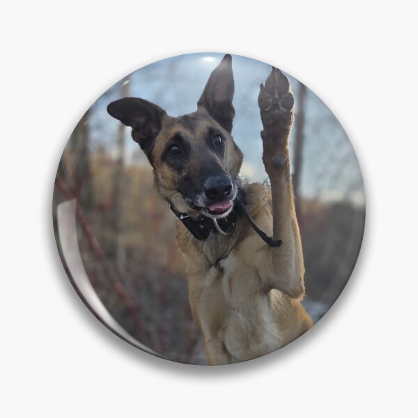 Item preview, Belgian Malinois – Loyal Working Dog in Nature designed and sold by TrailThrottleCo.